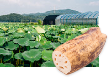 あか根レンコン粉